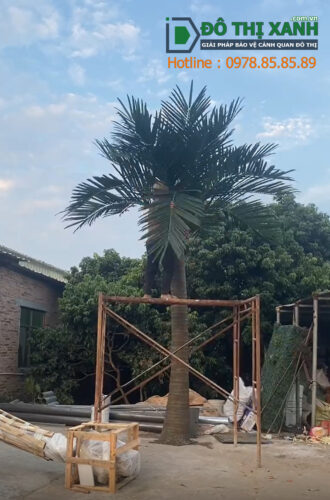 Cây dừa trang trí tiểu cảnh, sân vườn, bể bơi ngoài trời