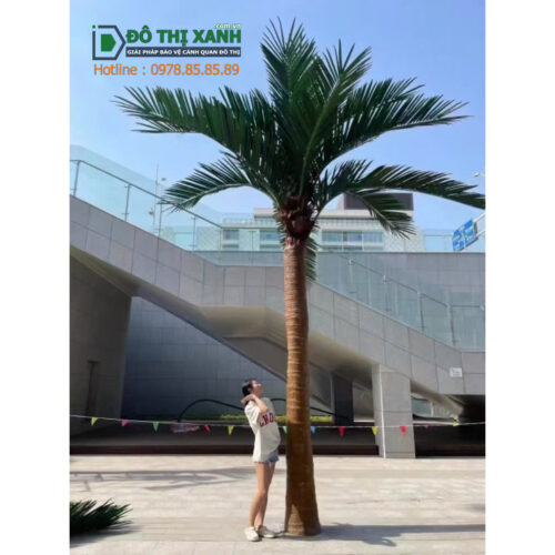 Cây dừa trang trí sân vườn, tiểu cảnh - www.dothixanh.com.vn