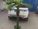 Cây dừa mini trang trí trong nhà