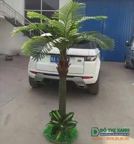 Cây dừa mini trang trí trong nhà