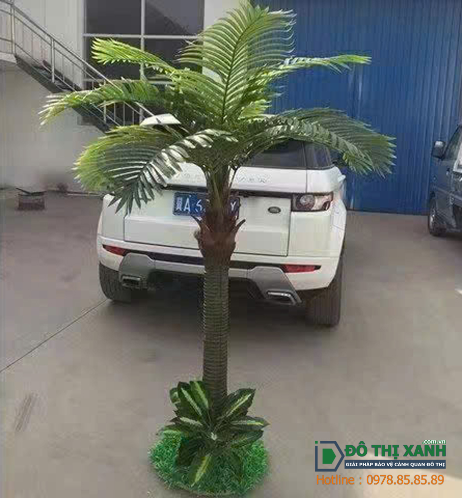 Cây dừa mini trang trí trong nhà