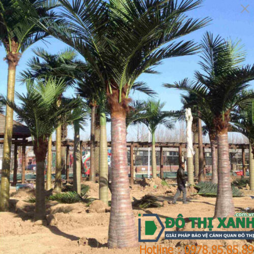 Cây Dừa Trang Trí Sân Vườn