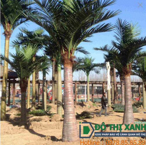 Cây Dừa Trang Trí Sân Vườn