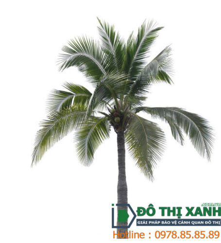 Cây dừa trang trí tiểu cảnh