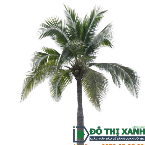 Cây dừa trang trí tiểu cảnh