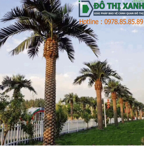 Cây Dừa Trang Trí Sân Vườn